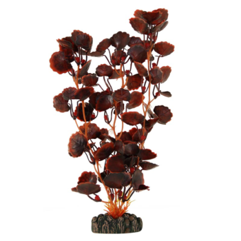 Растение - Щитолистник коричневый (25см)