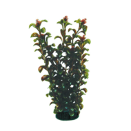 Растение 2960 - Гамфрена коричневая (30см) - 0