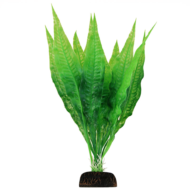 Растение 2966 - Анубиас зеленый (30см) - 0