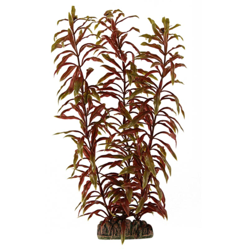 Растение - Альтернатера коричневая (30см) - 0
