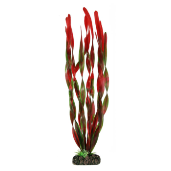 Растение - Валлиснерия красная (40см)